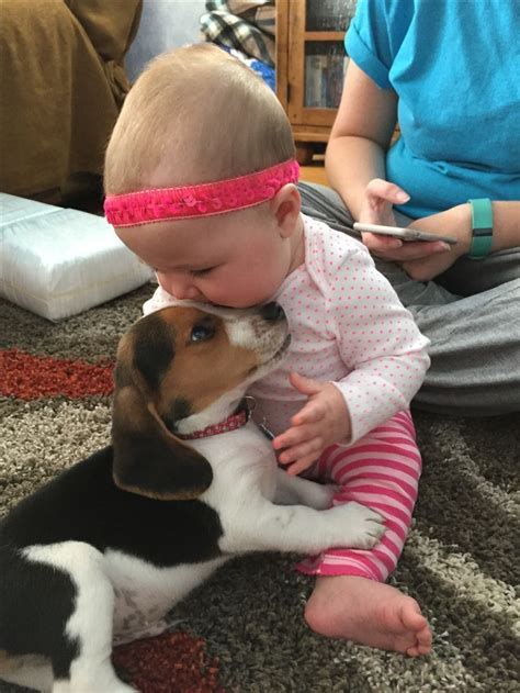 1669 Best Beagles Images On Pinterest Animal Babies Baby Animals And