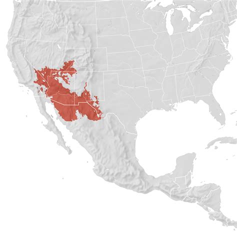 Lucys Warbler Range Map Breeding Ebird Status And Trends