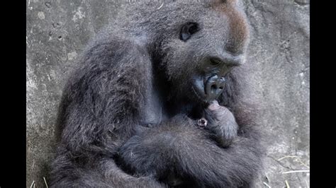 Endangered Baby Gorilla Born 6 Days Ago At Audubon Zoo In New Orleans