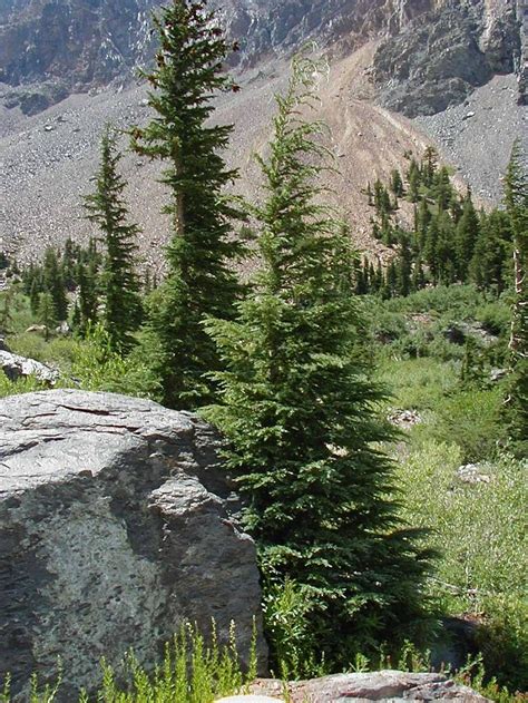 Mountain Hemlock Facts, Distribution, Growth Rate, Pictures