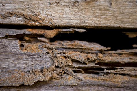 Wood Floors And Termites