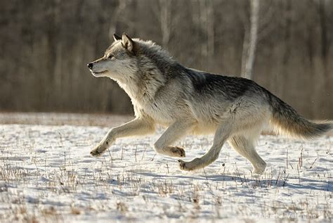 White Wolf 22 Fascinating Facts About Wolves
