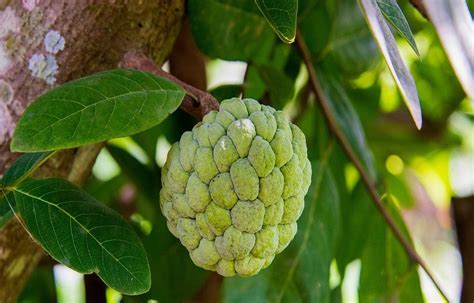 Custard Apple Cultivation Guide Know How To Grow Sugar Apple In Your Field