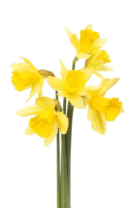 Bunch Of Daffodils Stock Photo Image Of Bright Isolated 109857792