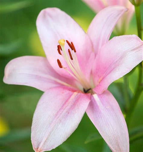 Gorgeous Pink Lily Picture I Took Lily Pictures Flower Pictures