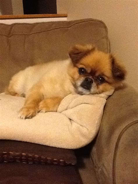 My Ozzy Puppy Pekingese Pomeranian With Images Puppies