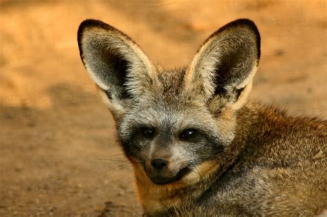 Bat Eared Fox Habitat