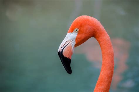 Fileamerican Flamingo Phoenicopterus Ruber Wikimedia Commons