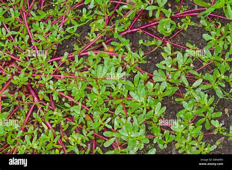 Common Purslane Verdolaga Pigweed Little Hogweed Pursley Moss Rose
