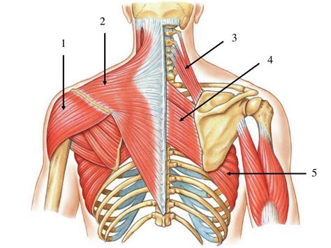 Pectoral Girdle Muscles Diagram Quizlet