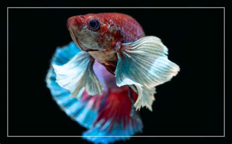 Elephant Ear Betta Fish Facts And Profile