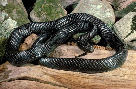 Eastern Indigo Snake Stock Image C0559728 Science Photo Library