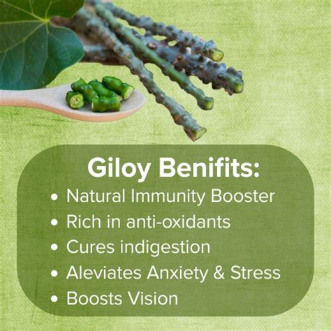 Giloy Benefits And Uses