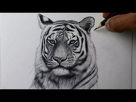 Introduzir Imagem Desenhos De Tigre Realista Br Thptnganamst Edu Vn