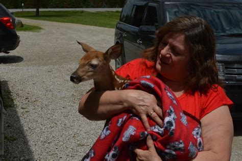 Wild Fawns Brought To Rehabilitation Centre Ctv News