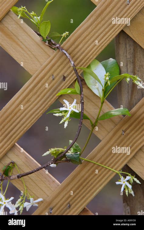 Flowering Star Jasmine Vine Climbing Wooden Lattis Trellis Stock Photo