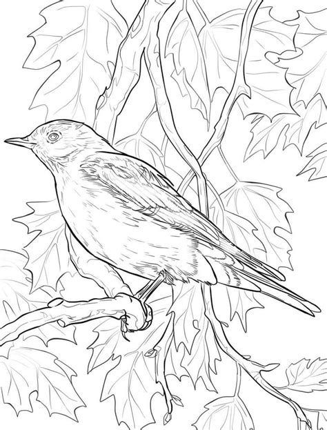 Bluebird Outline Coloring Page Free Printable Coloring Pages For Kids