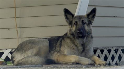 Dog Is Hailed As ‘real Life Lassie After Leading Police To Truck Crash