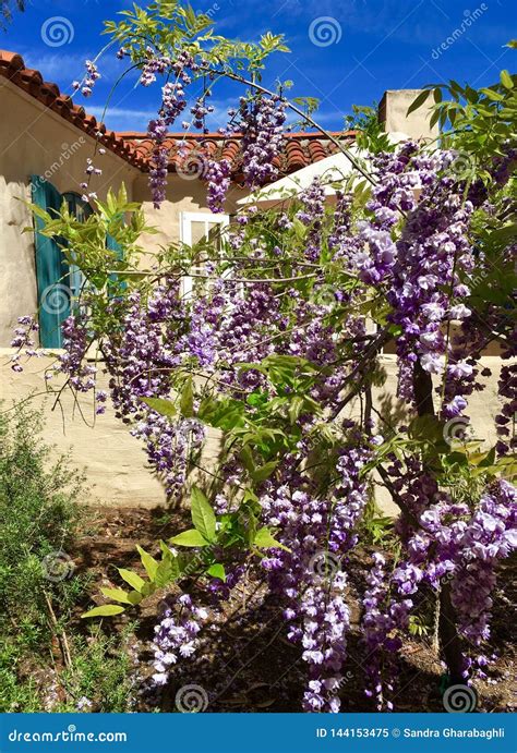 Wisteria Blooms Stock Image Image Of Tree Spanish 144153475