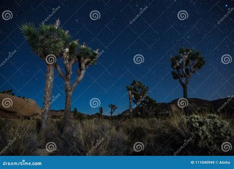 Joshua Trees At Night Stock Image Image Of Park Satellite 111040949