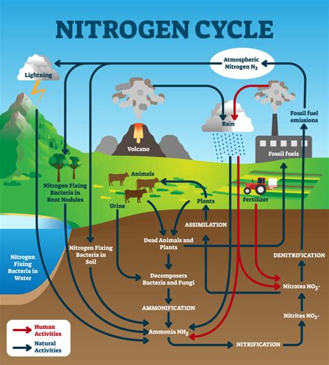 Why Is The Nitrogen Cycle So Important •