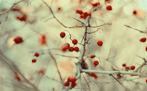 Wallpaper Food Nature Red Winter Branch Fruit Cherry Blossom