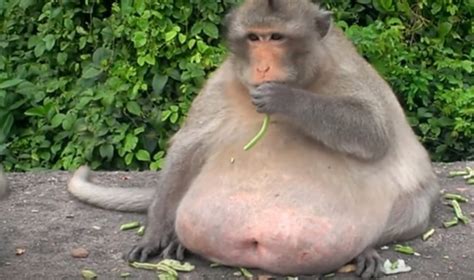Obese Chunky Monkey Enjoys Junk Food And Soda Cfjc Today Kamloops