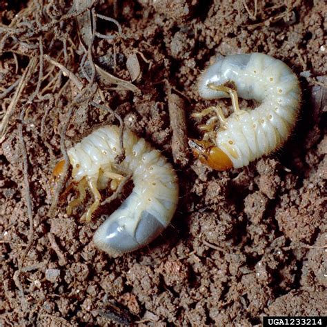 You can propagate a variety of different plants through this process. May-June beetles, Phyllophaga spp. (Coleoptera ...
