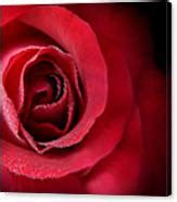Love S Eternal Red Rose Photograph By Jennie Marie Schell Fine Art