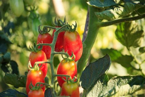 Plum Tomato Plant Red Tomatoes Stock Image Image Of Fruit Natural