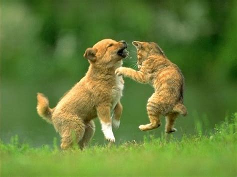 Dogs And Cats Playing Together Pictures Of Animals 2016