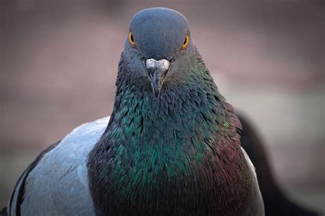 India Captures Pigeon On Suspicion Of Spying For Pakistan