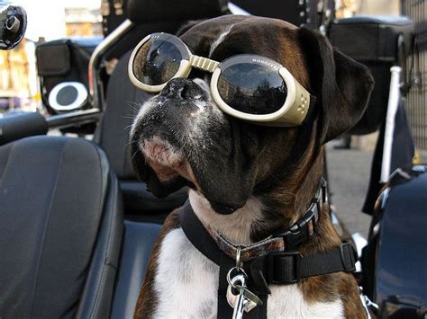 Doggles Dogs In Sunglasses ~ The Ark In Space Boxer Dogs Boxer