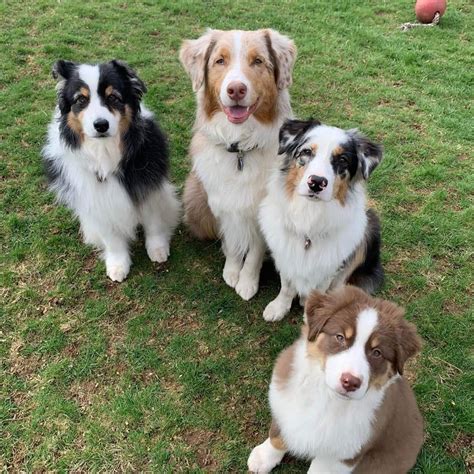 australian shepherd puppies for adoption