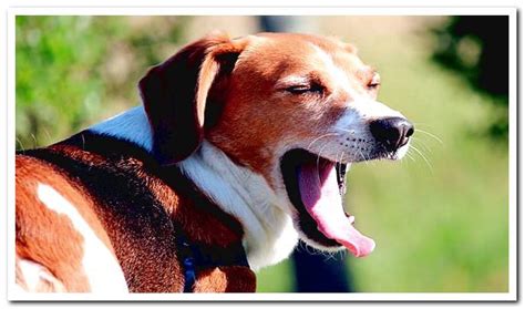 Why Do Dogs Yawn Meanings Dogsis