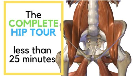 Anatomy of the hip joint technique of hip joint hip in adults front access. Hip Joint Anatomy - featuring the bones, muscles, and ...