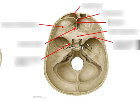 Anterior Cranial Fossa Diagram Quizlet