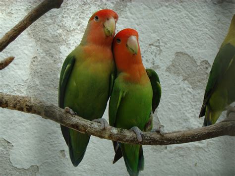 Gambar Margasatwa Hijau Paruh Fauna Lorikeet Love Bird