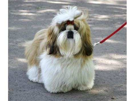 What Is The Life Span Of A Shih Tzu With Pictures Ehow