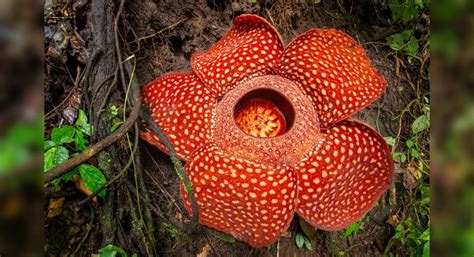 Travel To Witness These Weird Flowers In The World Travel To Witness