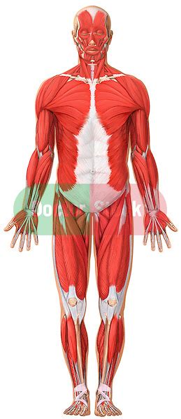Human muscular the muscles a back view. Anatomy of the Muscular System - Anterior View | Doctor Stock