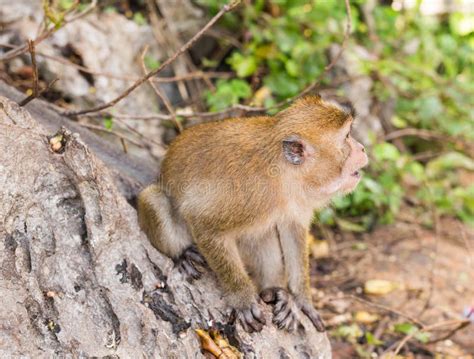 Cute Monkey Lives In A Natural Forest Of Thailand Stock Image Image
