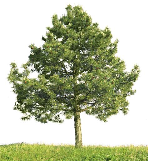 How Fast Do Pine Trees Grow Gardenerdy