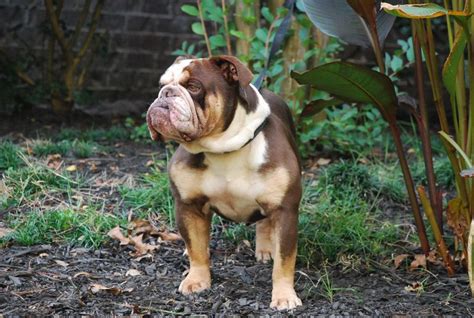 When puppies are born by caesarean section, the mother dog does not get the full physical and hormonal cues telling her body that the puppies have been born. English Bulldog Jackson Mi | Top Dog Information