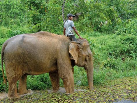 Animal magic: Walking with elephants in Sayaboury - InsideAsia Blog