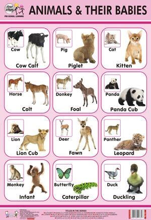 You can also download and print our domestic animals chart, stickers and colouring sheets for free. Animal and Their Babies Chart in Delhi, Delhi, India ...