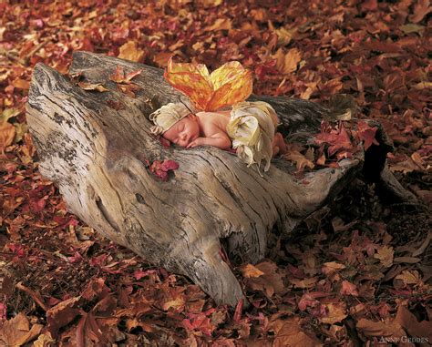 Woodland Fairy Photograph By Anne Geddes Fine Art America