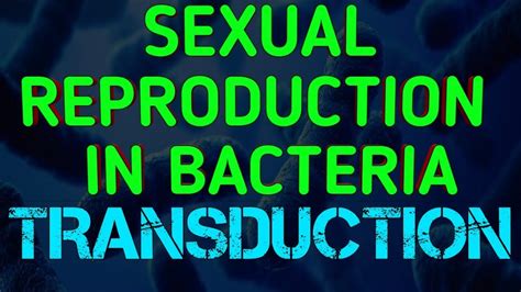 Sexual Reproduction In Bacteria Bacterial Transduction N D Zinder Lederberg Youtube