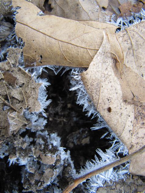 Ice Crystals On Leaves Monday Jan 14 2013 How To Dry