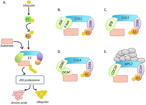 composition roles and regulation of cullin based ubiquitin e3 ligases